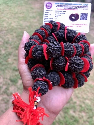 LAB CERTIFIED 5 Mukhi RUDRAKSHA Rudraksh Mala ROSARY 54+1 Big Beads BLACK DYED