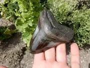 TOP QUALITY FOSSILISED MEGALODON SHARK TOOTH INCREDIBLE QUALITY