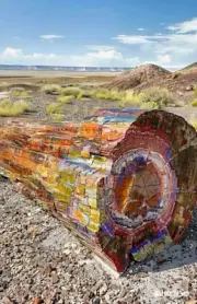 Petrified Forest Log Photo Print