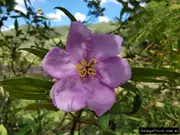 Buy Blue Tongue Native Plants in Australia (Melastoma affine)