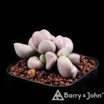 ｜曼陀珠天章｜ADROMISCHUS MARIANAE ‘MENTOS‘｜