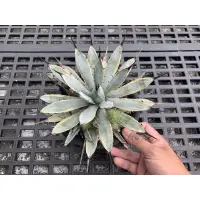 在飛比找蝦皮購物優惠-八荒殿覆輪 側芽 龍舌蘭 Agave 八荒殿