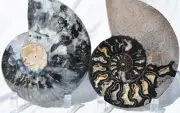 Large Black Ammonite PAIR Nice Crystals 110myo FOSSIL XXLarge 174mm 6.9" 9544bb
