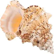 FUNOMOCYA Conch Shell Tank Seashell Natural Shell Charms Beach Seashells Natural Shell Ornament Seashells Jewellery Making Plant Pot Ornament Decor Seaside White Coral Big Shell