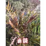 【水畝田】 鹵蕨 (原生、溼地、水生植物、水草、DIY 盆栽素材)