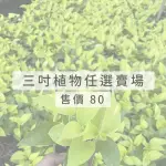 【GARDENERS】三吋小品植物任選80元-1入(觀葉植物/室內植物/綠化植物)