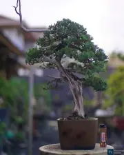Bonsai Juniperus Kishu Dwarf | Bonsai Tree | Bonsai Deadwood Original | Premna