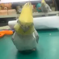 在飛比找蝦皮購物優惠-(紙模型部屋) 雞尾鸚鵡