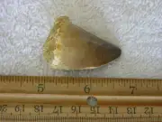 Dinosaur fossil teeth Jumbo Mosasaurus FD10