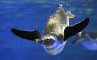 東京墨田水族館門票