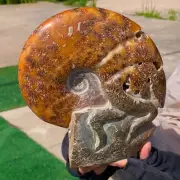 2.87LB Rare! Natural Tentacle Ammonite FossilSpecimen Shell Healing Madagascar