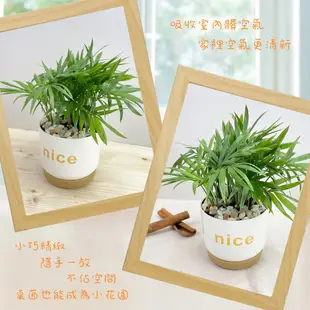 【小品文化】袖珍椰子【現貨】3吋nice免澆水盆栽 室內植物 辦公室盆栽 懶人盆栽 水培植物 水培盆栽 植栽