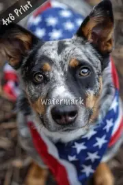Australian Cattle Dog wearing a USA flag bandana with st 4x6 Print