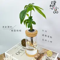 在飛比找蝦皮購物優惠-【理想小品】馬拉巴栗【現貨】發財樹 水耕盆栽 玻璃圓柱瓶 無