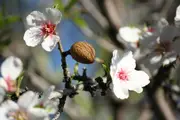 Buy Dwarf Almond Nut Tree - Prunus dulcis