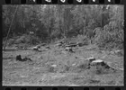 Photo:Forest which has been freshly cut at camp near Effie, Minnesota