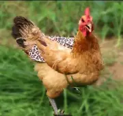 Chicken Saddle Hen Back Neck Wing Protection Handmade Hen Protector From Rooster