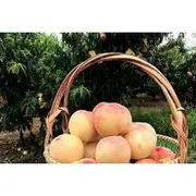 Save 20.00%! Shanghai Traditional Farming and Tasting Activity