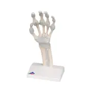3B Scientific Hand Skeleton Model with Elastic Ligaments M36 New!