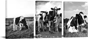 Nachic Wall 3 Piece Farm Animal Canvas Wall Art Black and White Milk Cow Pictures Animal Painting Prints Framed Art Vintage Home Cabin Farmhouse Decorations