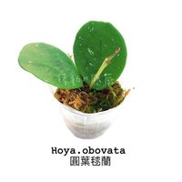🌈現貨，有開花株🌈【悸動の感蕨】Hoya obovata 圓葉毬蘭 2.5吋/ 鏡葉毬蘭 /鹿角蕨