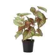 [Elme Living] Begonia Potted - 41 x 39 x 59cm