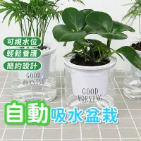 在飛比找蝦皮購物優惠-自動吸水盆栽【療癒系】吸水花盆 透明花盆 懶人盆栽 塑膠盆栽