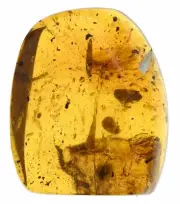 Large 16.88 gram piece with swarm, Fossil inclusion in Burmese Amber