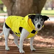Huskimo Dog Coat Mt Buller Yellow 40cm – Dog Coat with Removable Hood, Waterproof Dog Jacket with Subzero Fleece Lining, Adjustable Fit, Pocket, Lead Hole, Machine Washable