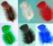 TURKEY PLUMAGE 2-5" Bag of 30 Feathers Many Colors/Top Quality! Halloween/Craft