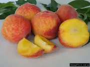 Buy Flordaprince Peach Grafted Fruit Trees (Prunus persica)