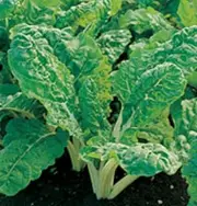 silverbeet forkhood Giant 25 Seeds