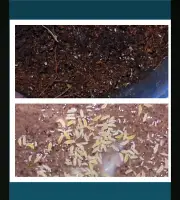 *feeder Insects!* + YELLOW ALBINO springtail!! *please read description*