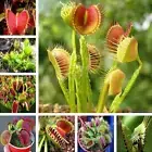 Home Garden 100 Plants Venus Fly Trap Dionaea Muscipula Carnivorous Plant Seeds