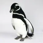 HANSA Stuffed Doll Magellanic Penguin BH7083 Plush doll New