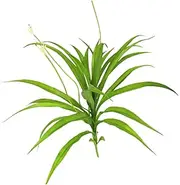 RORPOIR Artificial Cymbidium Orchid Branches Bouquet for Home and Garden Decoration Realistic Faux Orchid Flowers for Indoor and Outdoor Use for Weddings Parties and Events