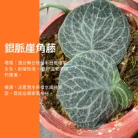 在飛比找蝦皮購物優惠-【觀葉魔人】五吋 送麻布柱 銀脈崖角藤 上板植物 蕨類植物 