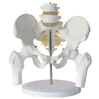 在飛比找蝦皮商城優惠-自然大人體脊柱兩節腰椎帶尾骨椎間盤神經模型成人腰椎帶骨盆及股