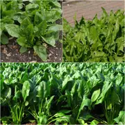 Spinach - English (Winter Giant) seeds