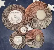 5 Pieces Total Of WEILER WOLVERINE Abrasive Flap Wheels - 2X 3”, 2X 2” and 1X 1”