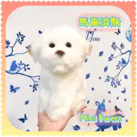 在飛比找蝦皮購物優惠-🐶｜馬爾濟斯｜超柔軟毛！仿真逼真 小比熊 貴賓狗 小白狗 幼