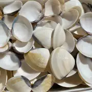 430 gr of white clam shells