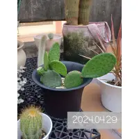 在飛比找蝦皮購物優惠-🪴紅花團扇Opuntia elatior 裸根&4吋黑盆栽 