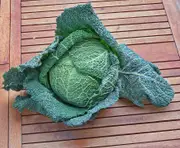 CABBAGE 'Savoy Vertus' seeds