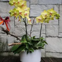 在飛比找ETMall東森購物網優惠-黃色系蝴蝶蘭桌上型盆栽