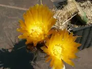 Austrocactus sp. SAR 2621 - 10 seeds, seeds - VERY RARE!