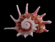 Sea shell - Angaria poppei 48mm
