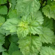 Patchouli oil 100% Essential Oil 5ml