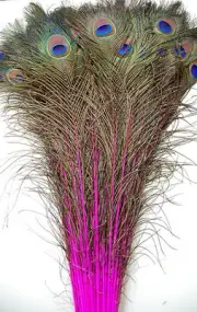 100 Pcs DYED PEACOCK Tail Feathers 40-45" HOT PINK; Crafts/Art/Bridal/Costume