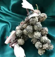 FLORAL ARRANGING - GRAPE CLUSTER WITH LICHEN MOSS